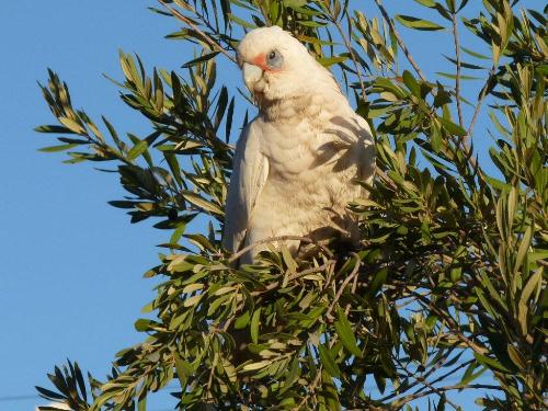 Little Corella